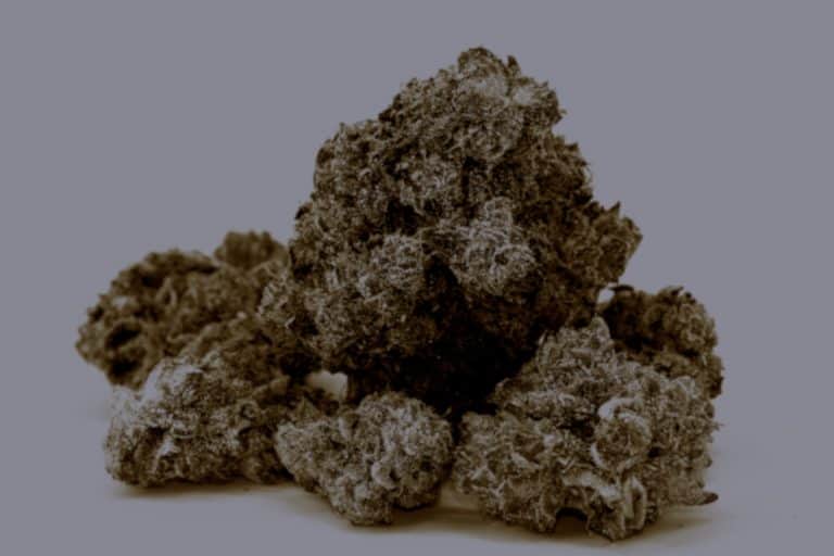 how to tell if weed is moldy