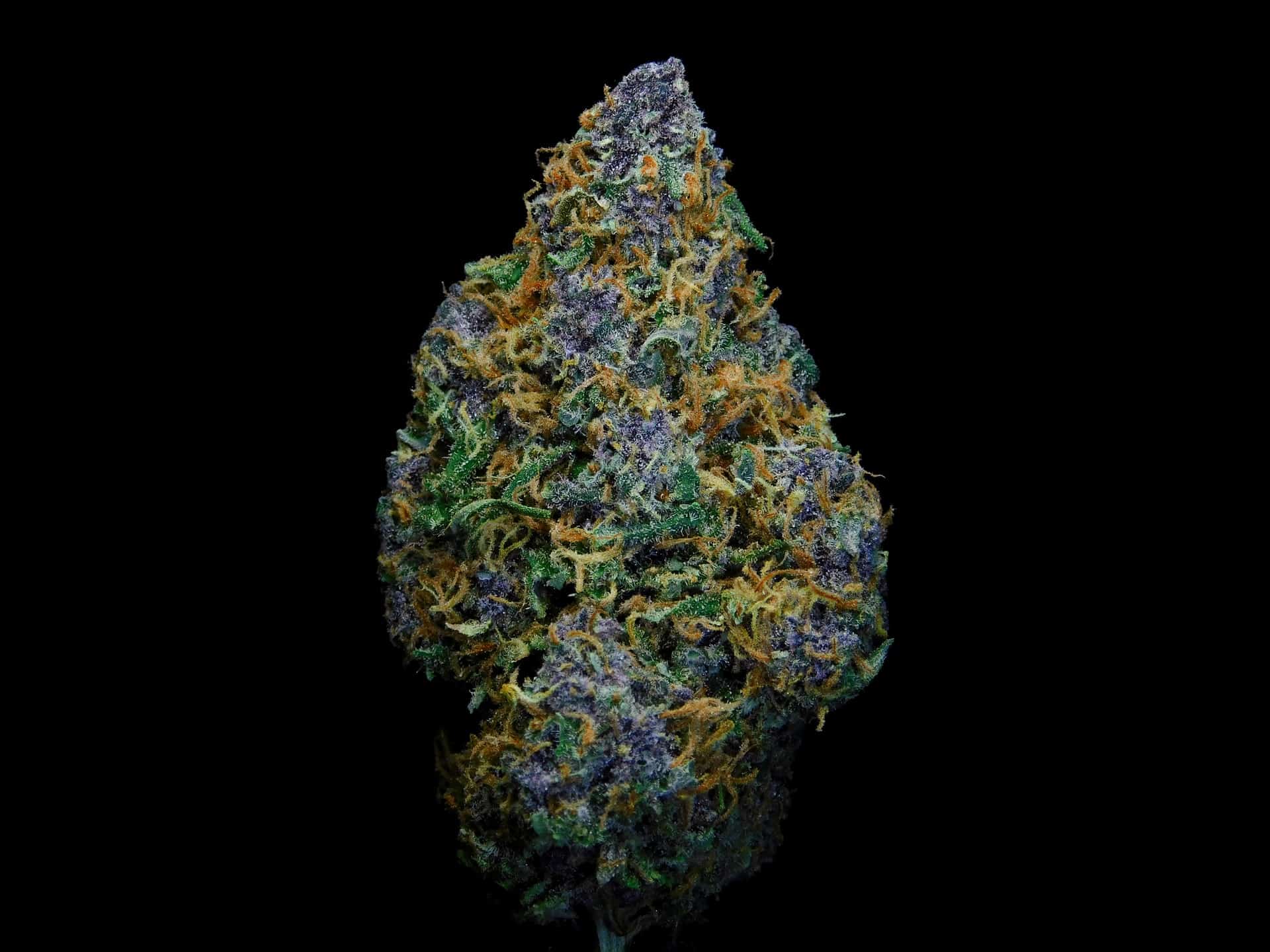 what is craft cannabis